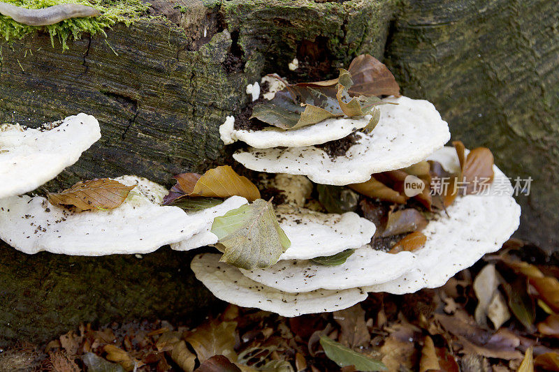 木耳(gibbosa Trametes)